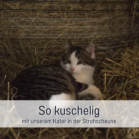 Bio Wichtelweide - Salbei *