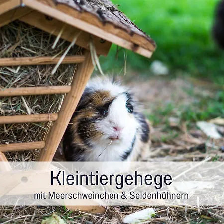 Bio Wichtelweide - Salbei Femern